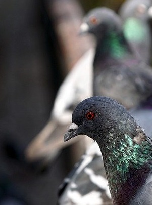 Bird Control Main Services Image