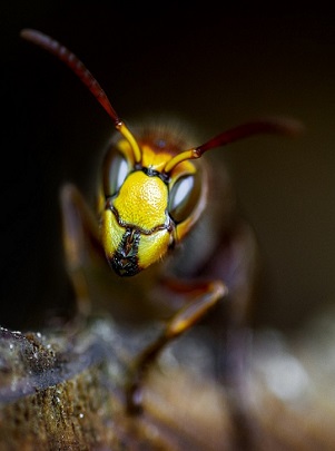 Integrated Pest Management MainServices Image